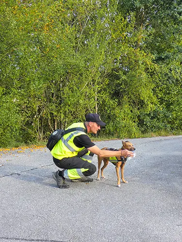 Einsatz: Podenco Andaluz-Mädel Eymy riecht an der Duftprobe.