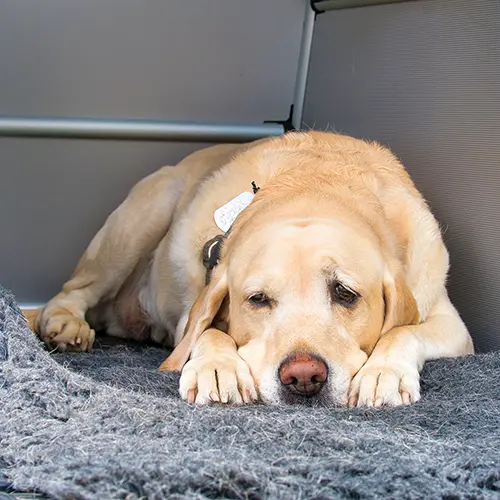 Nach dem Training: Labrador Gino schläft in seiner Box.