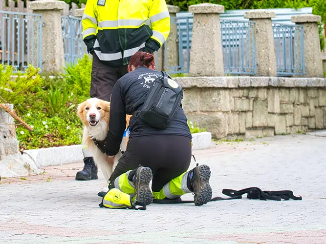 Training: Border Collie Makani bekommt das Brustgeschirr angelegt.