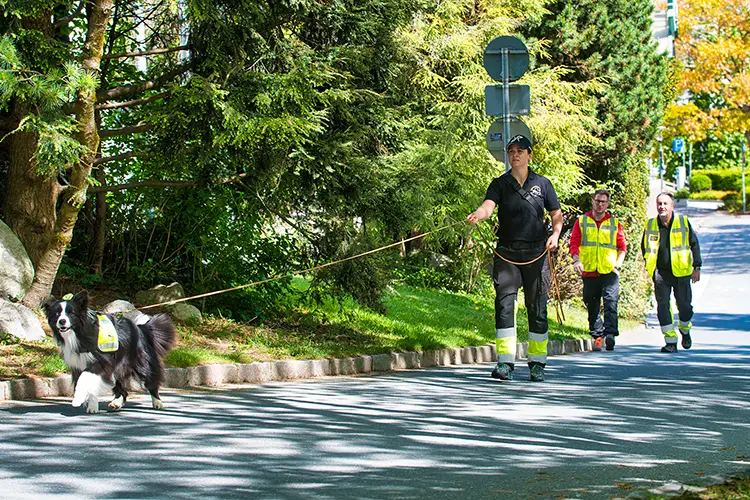 Border Collie Makani folgt konzentriert der Duftspur.