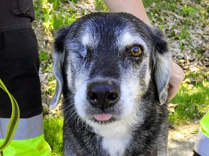 Portrait von Jessy, einem einäugigen Beagle-Labrador-Mix-Mädchen