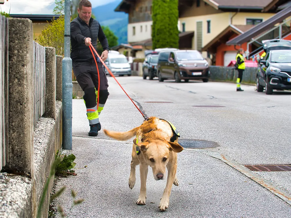 Labrador-Mädchen Cookie zeigt an, dass die gesuchte Person ganz in der Nähe ist.