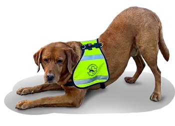 Labrador Lennox verbeugt sich