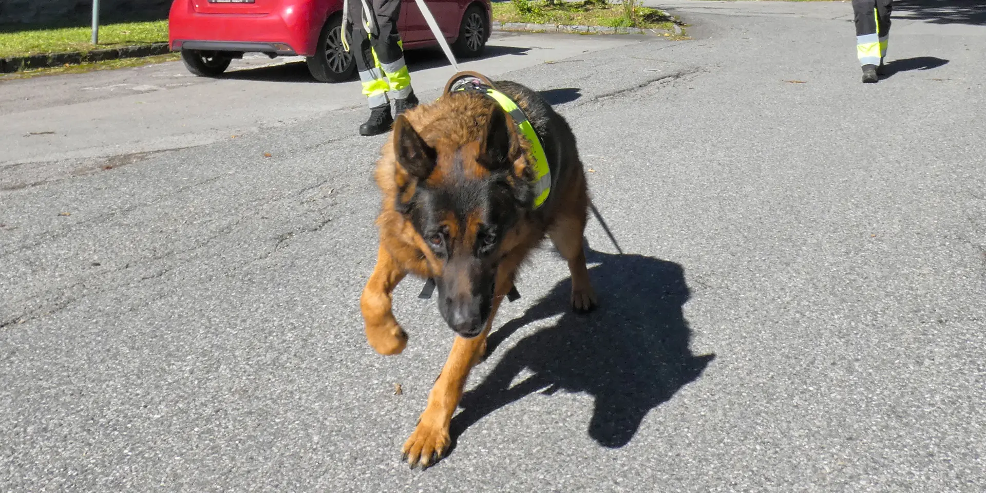 Schäferhund Aragorn verfolgt zielstrebig die Duftspur.