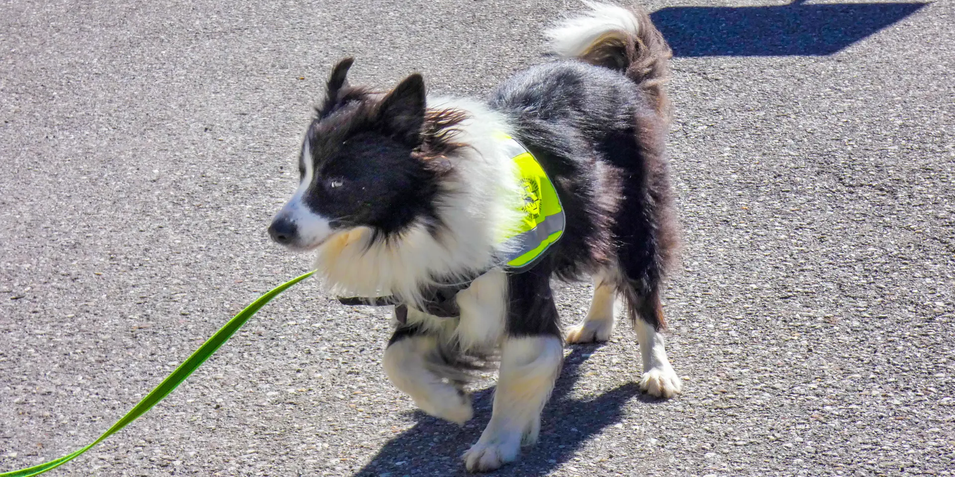 Border Collie Cash hat bemerkt, hier ist kein Duft mehr.