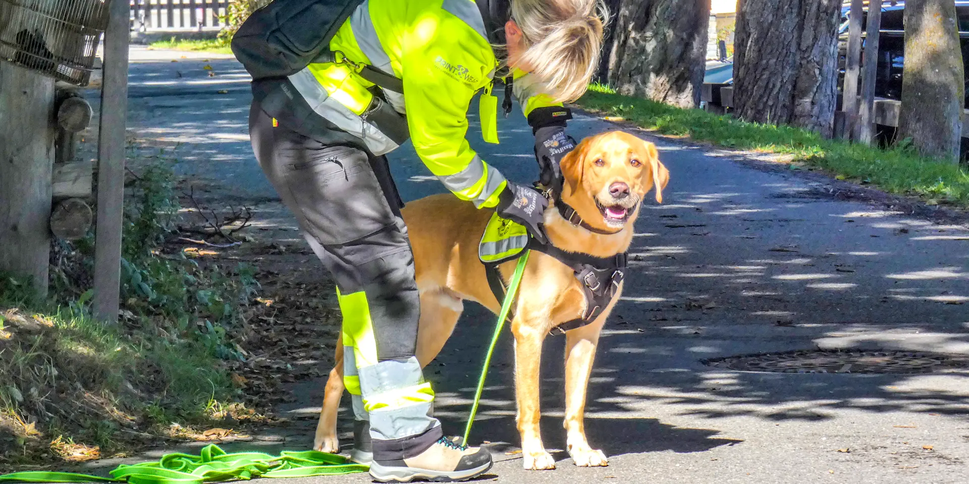 Labrador Chewie wird für die Suche vorbereitet