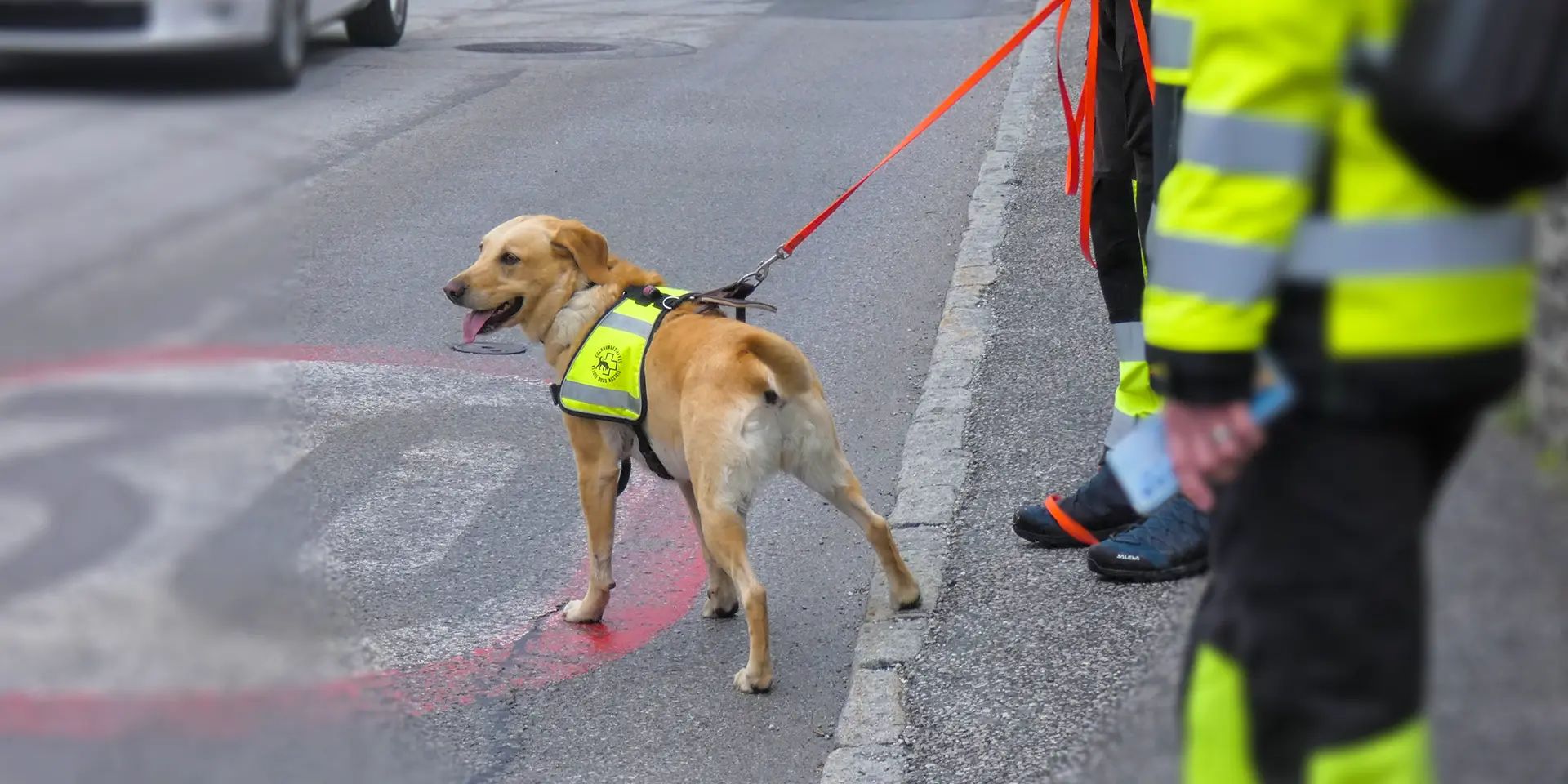 Labrador-Mädchen Cookie wartet bis das Auto vorbeigefahren ist.