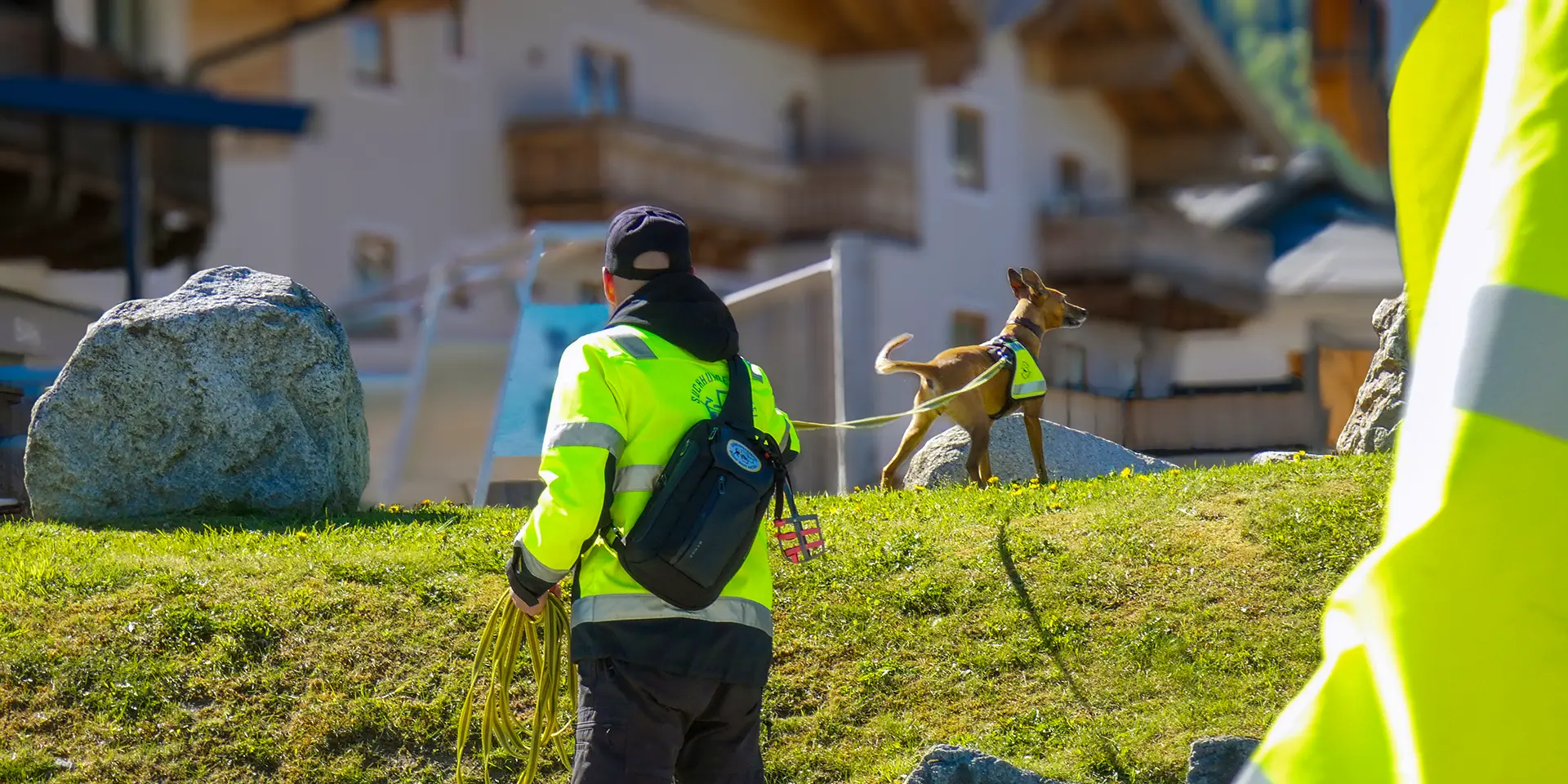 Podenco Andaluz Eymy überprüft, wo die Duftspur weiter geht