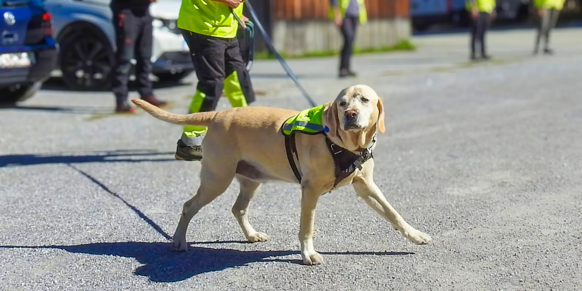 Labrador Gino hält die Nase in den Wind.