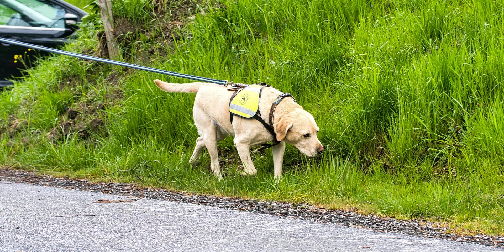 Labrador Gino verfolgt unbeirrt die Spur nach der Suchperson