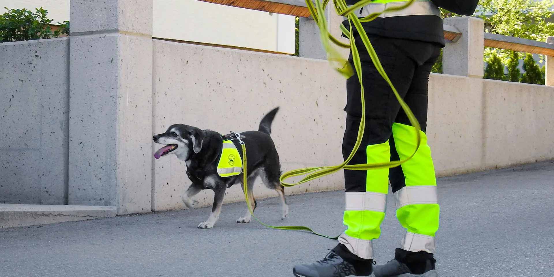 Beagle-Labrador Jessy hat den Duft in der Nase