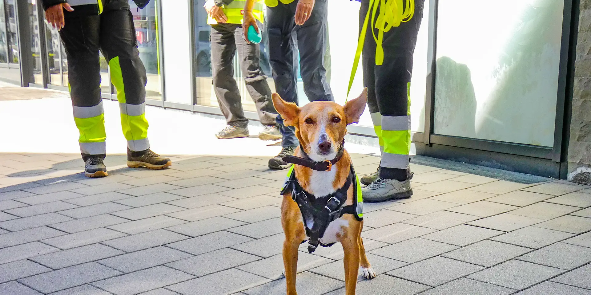 Podenco Analuz Lassi wartet bis er die Spur weiterverfolgen darf