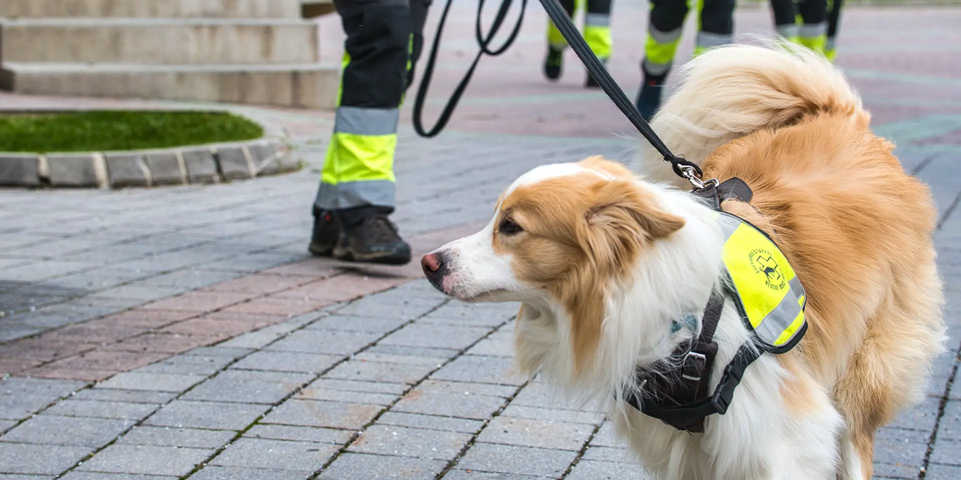 Border Collie-Bub Makani sucht nach der Duftspur
