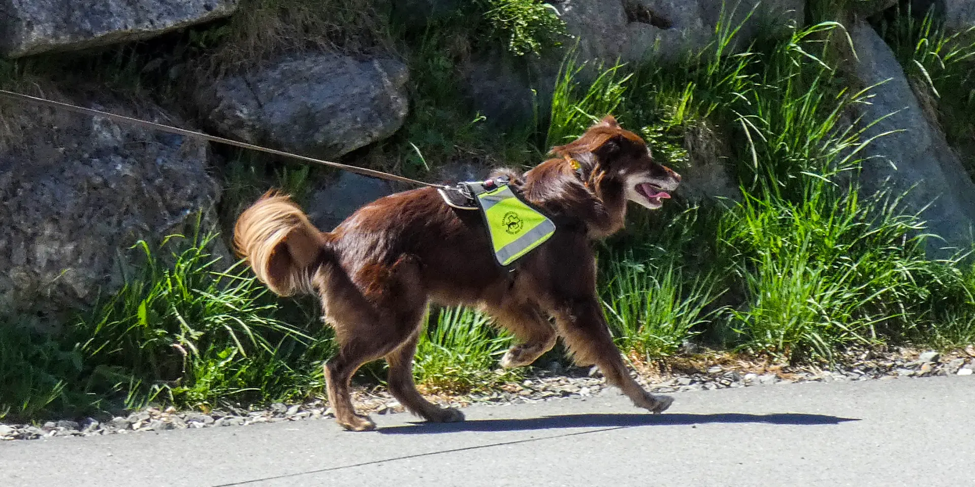 Australian Shepard Maple weiß, dass die Person ganz in der Nähe ist