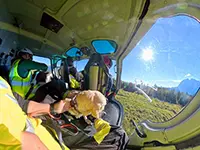 Viel Platz ist nicht im Hubschrauber: Labrador Gino während des Flugs.