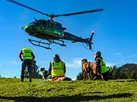Die Hunde warten ziemlich gelassen neben ihren Menschen während der Hubschrauber landet.
