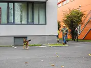 Mantrailing ist auch Kopfarbeit: Volle Konzentration bei Hund und Mensch!