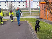 Labrador-Mädchen bei der Suche am zweiten Seminartag