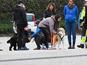 Am Start wird dem Hunde der Duftträger angeboten.