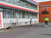 Der Spaniel-Bub verfolgt unbeirrt die Duftspur.